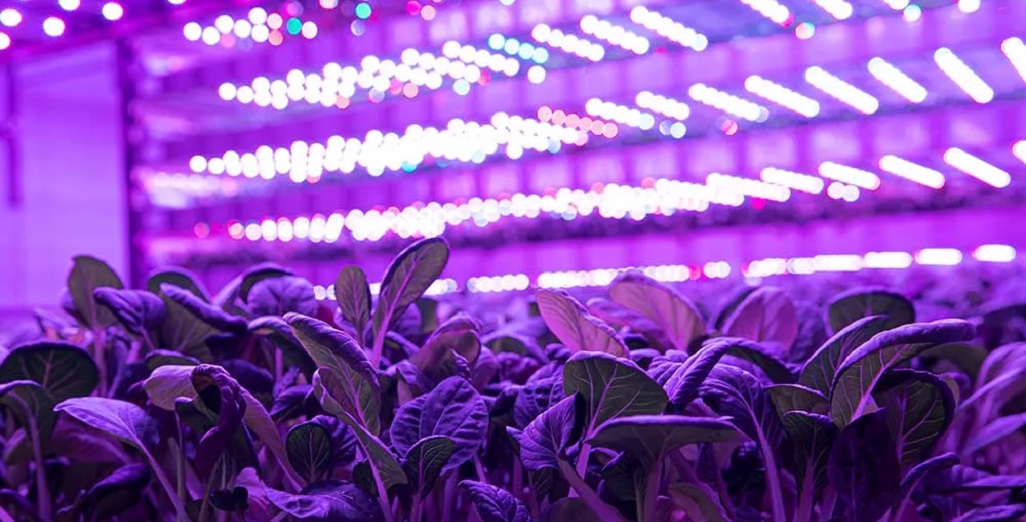 Opportunities and the technology involved with vertical farming.
