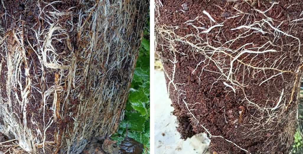 Synergy – protect plants from various soil-borne pathogens.