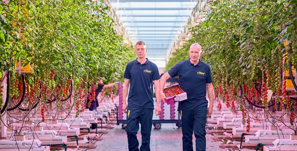 Philips LED toplighting + interlighting system replaces hybrid system at Jami Tomatoes BV