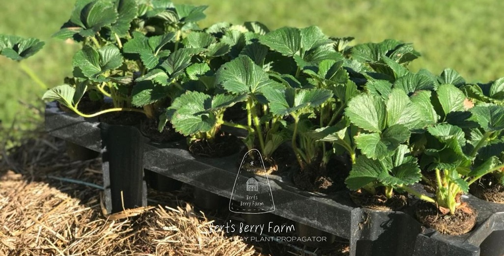 Strawberry – High Health Tray Plants