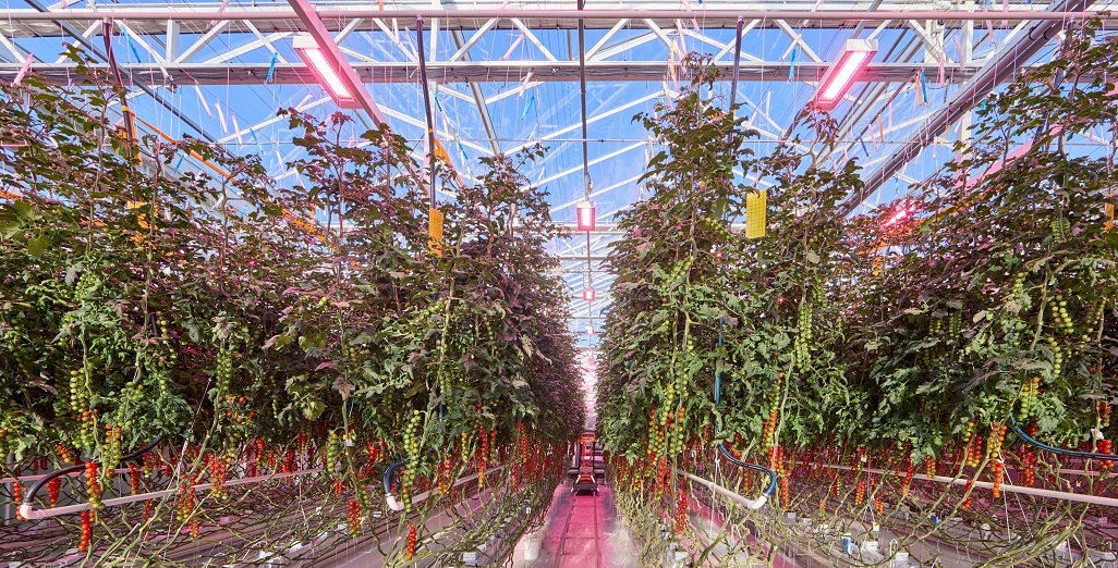 Trial Grodan and Philips Full LED shows high level quality tomato production with up to 40% heat input reduction