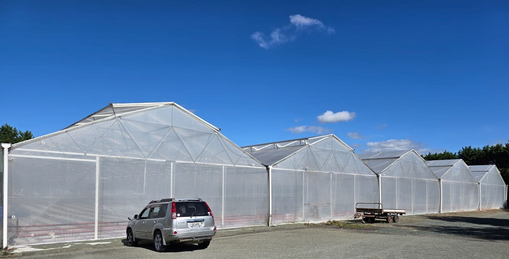 Second Hand 5000m2 Harford Greenhouse For Sale/Removal