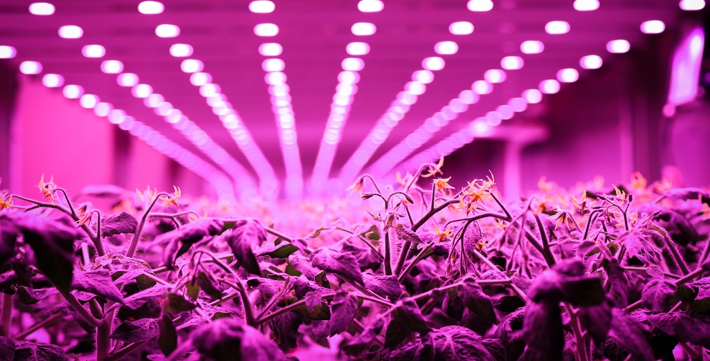 Signify foresees a bright future for vertical farming, driven by automation and diversification.