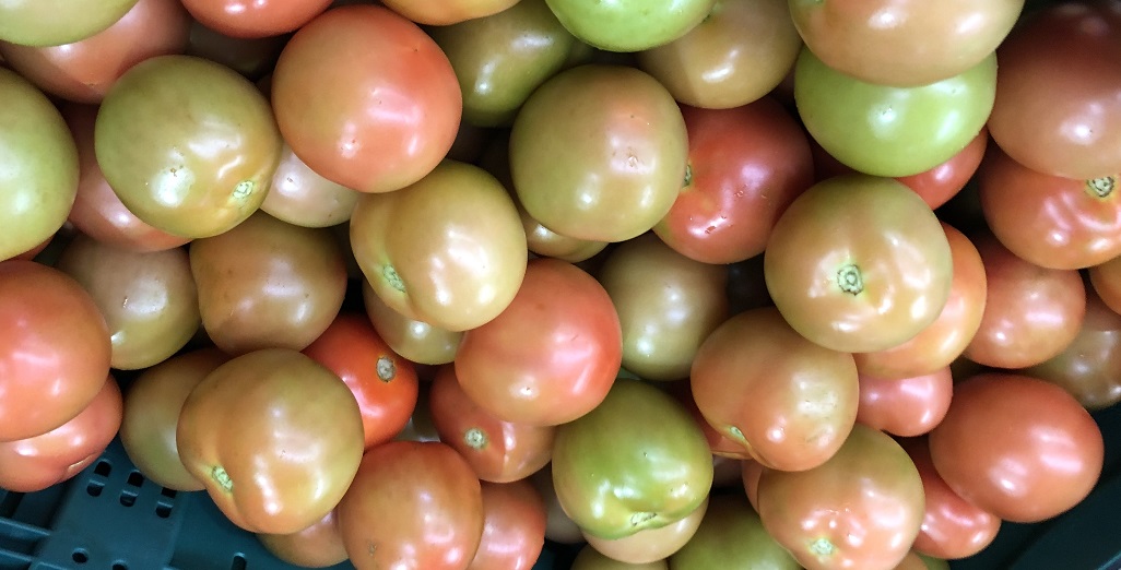 What pests and diseases have caused tomato growers issues this past season?