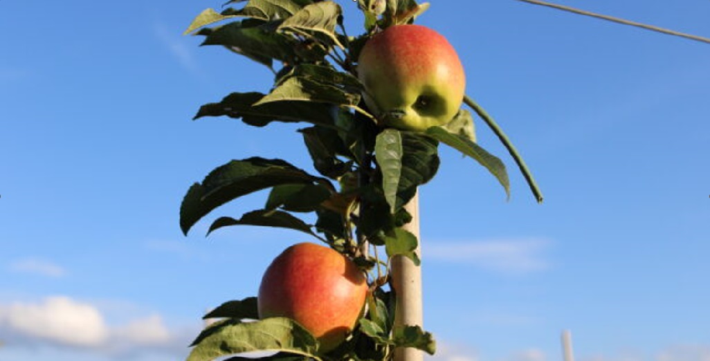 Revitalise your orchard – the use of Sili-Fert P for next-level apple quality