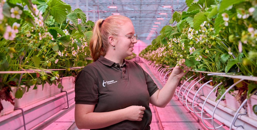 Genson grows high-quality winter strawberries while creating a pleasant work environment with Philips horticulture LED
