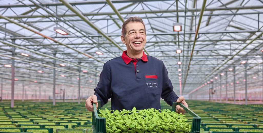 Intelligent Philips LED solution helps Deliflor Hoogveld significantly improve its chrysanthemum cutting production
