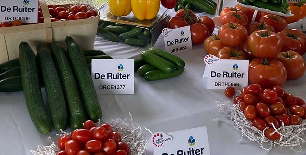 New tomato varieties from Bayer offer protection against resistance-breaking Tomato Brown Rugose Fruit Virus (ToBRFV)