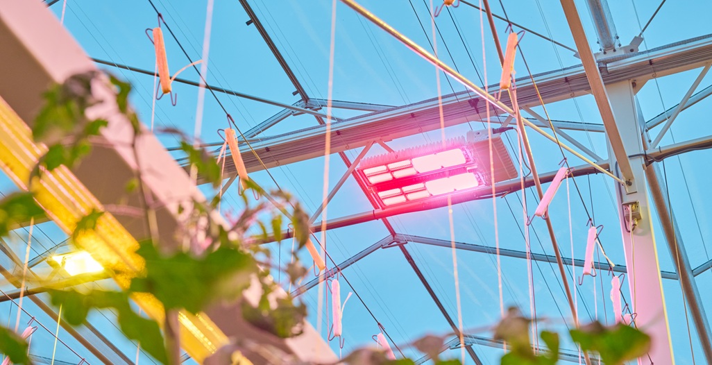 Signify introduces 4-channel Philips GreenPower LED toplighting force for dynamic crop steering and improved business results