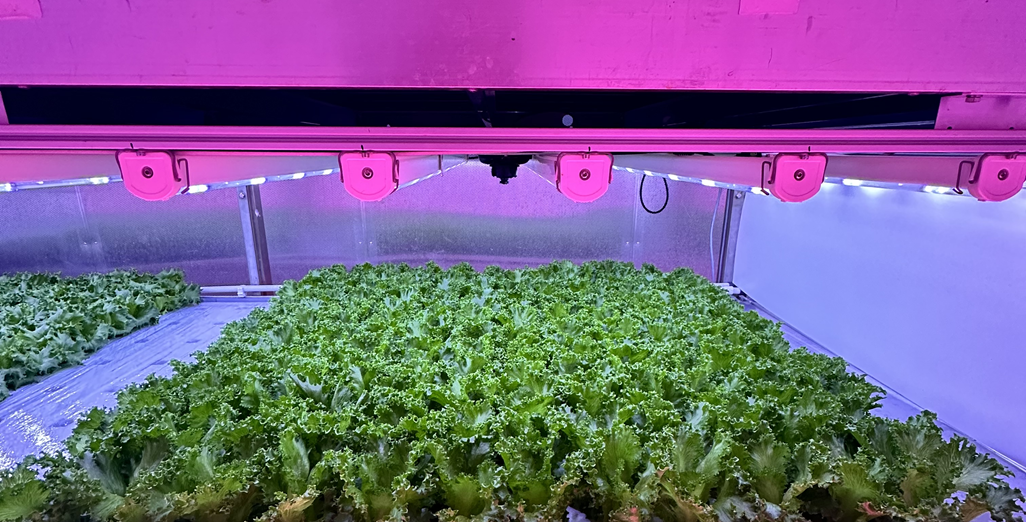 Crispy lettuce: achieving yield, quality, and longer shelf-life in vertical farms