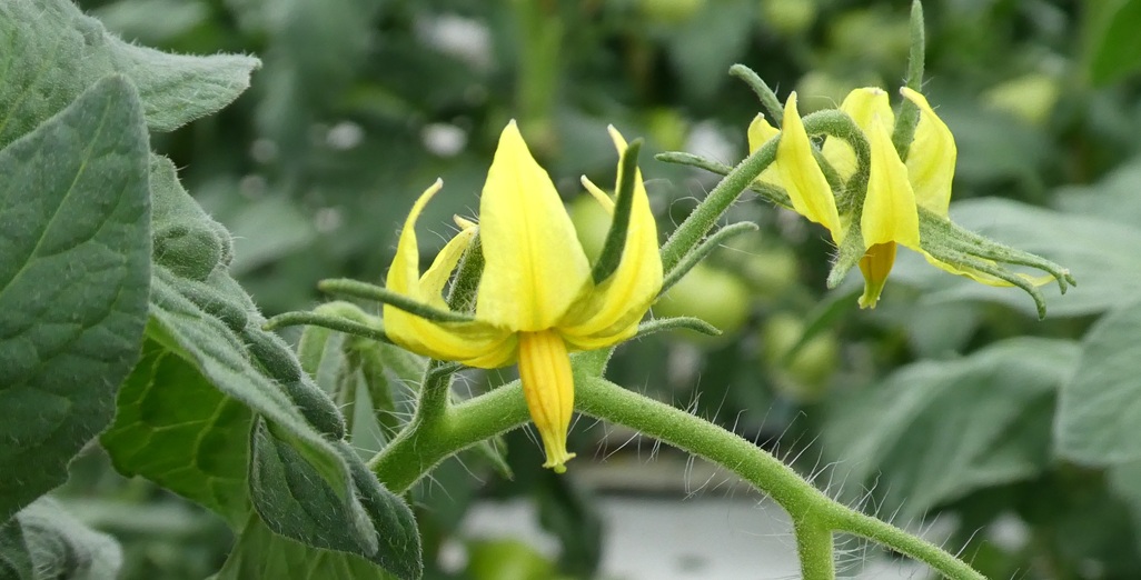 Celebrating 200 Editions of Grower2Grower: A Milestone for Our Growing Community