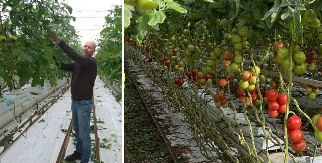 SHORT NOTICE – Growers invited to join Dutch Greenhouse Expert Marc Groenewegen this Friday, Pukekohe