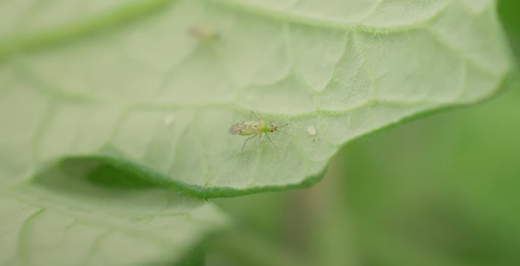 TomatoesNZ has been supporting a project into different biological pest management strategies since August 2021