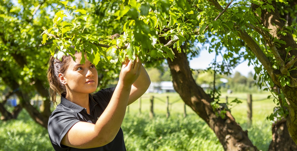 Propagating success with updated degree offering new pathways for horticulture careers