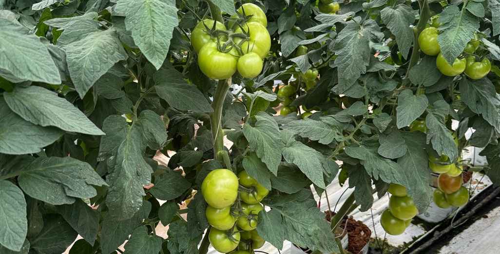 Why Maintaining Cool Slab Temperatures Is Critical for Greenhouse Crops