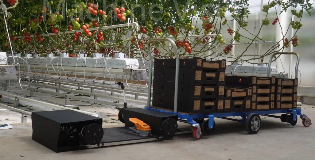 Australia: Smart picking cart with real-time tomato grading introduced