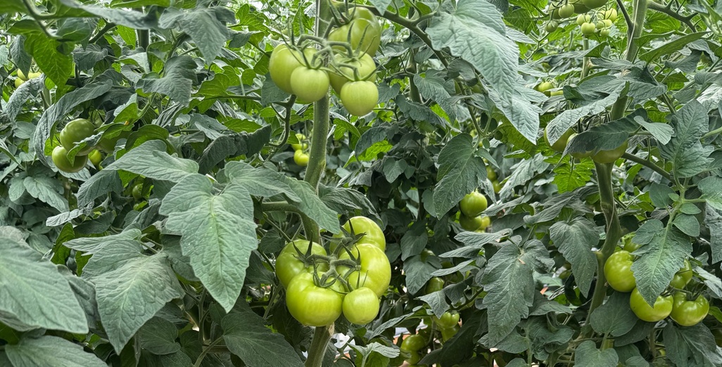 Three research insights in preventing tip burn in a hybrid LED tomato crop
