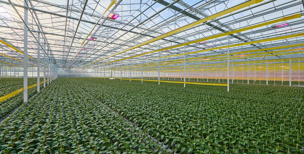 Successfully upgrading their HPS lighting across 45 hectares at six cultivation sites