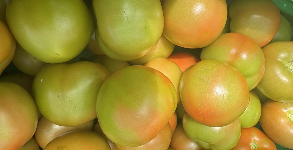 How blotchy ripening (green spots), a troublesome potential quality issue in this high-yielding variety, can be reduced by adjusting the nutrient balance – specifically the potassium and nitrogen ratios.