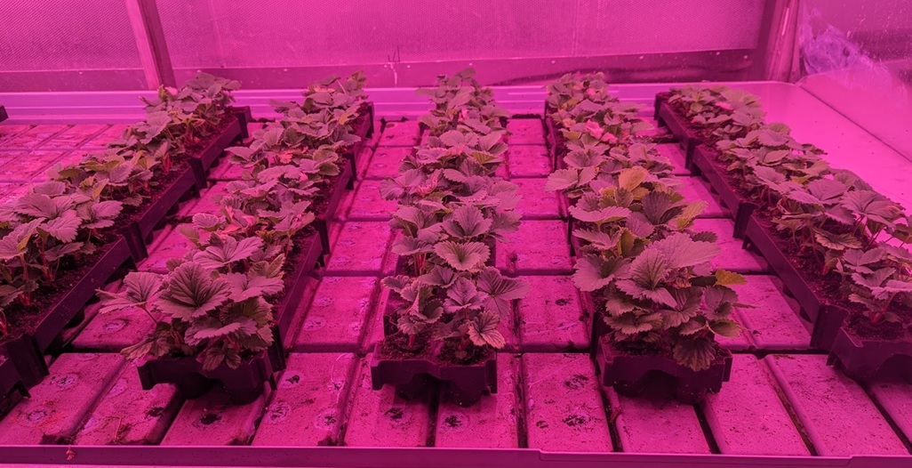 A proven opportunity in strawberry cultivation with indoor-grown generative young plants