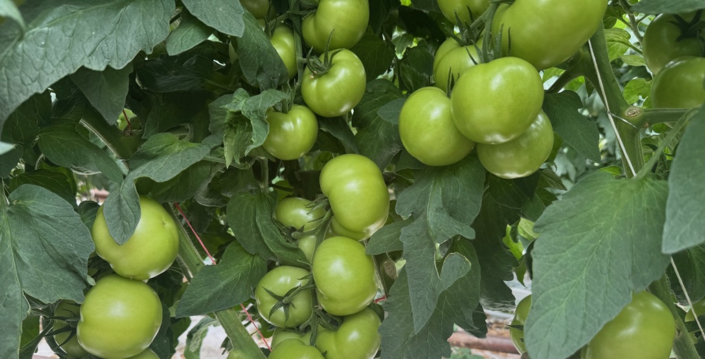 Day-Length Decreasing = Time to Adjust Your Water Content