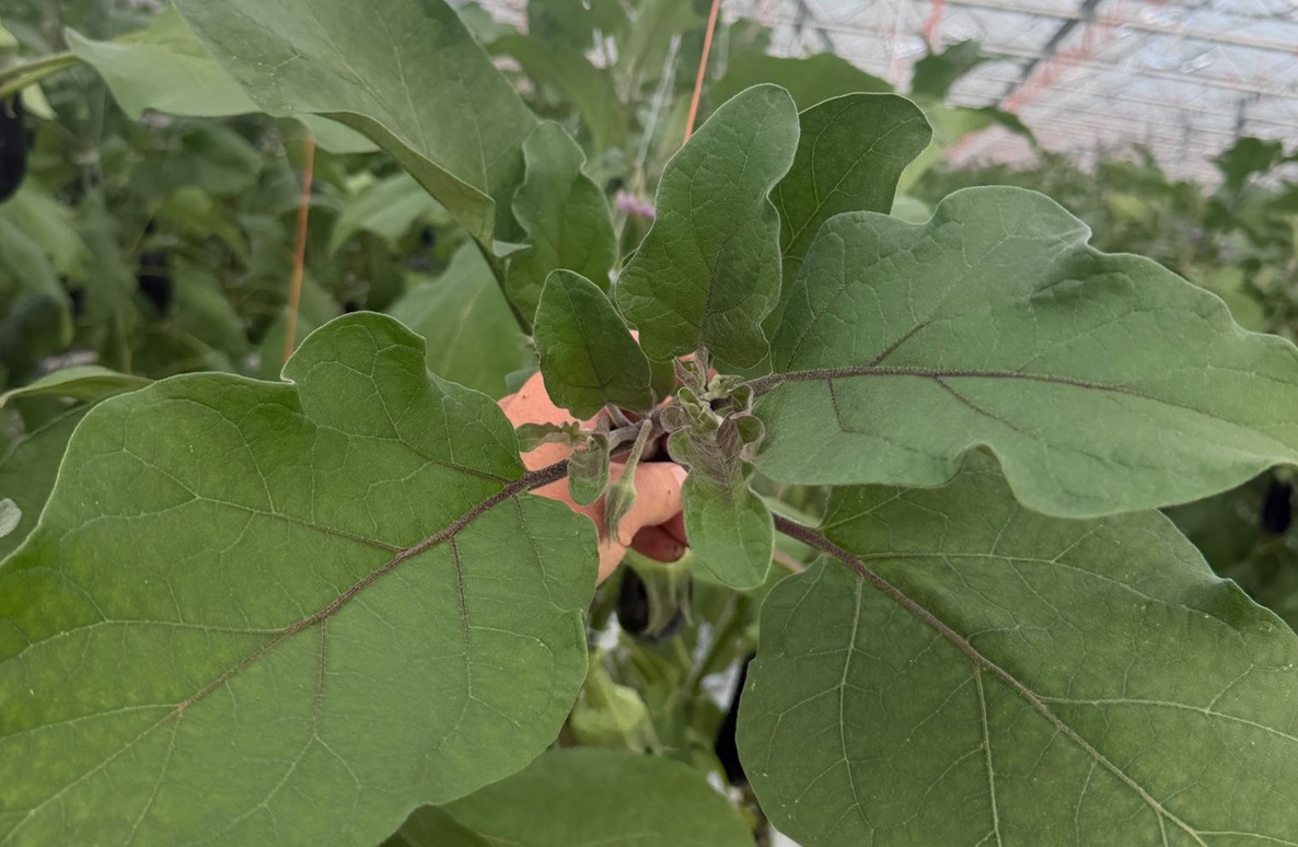 Bringing the Sector Together: Covered Cropping NZ Launches