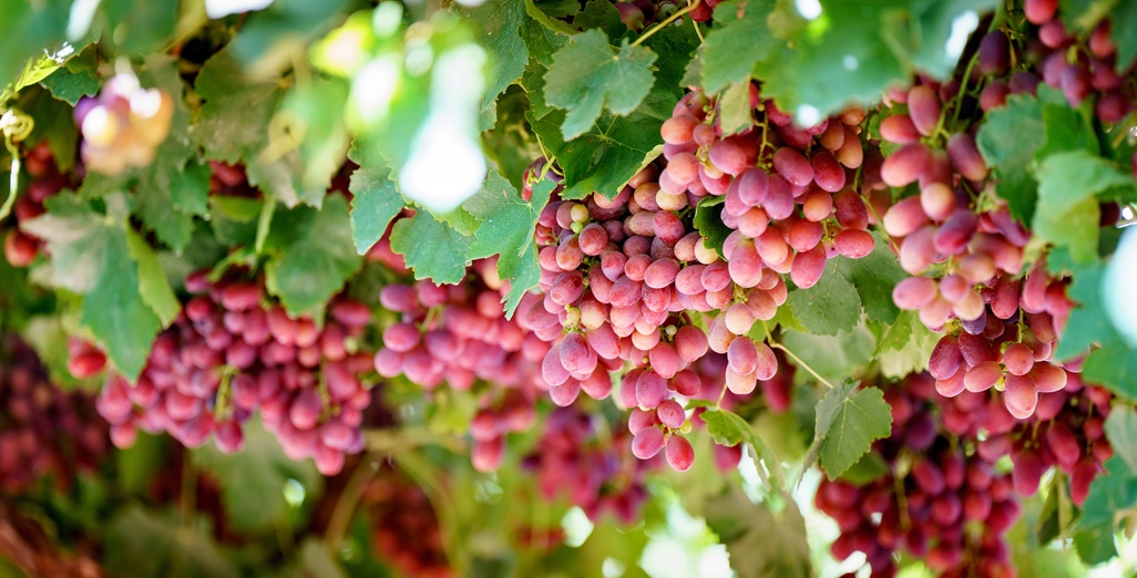 Australia’s horticulture sector has delivered a year of record‑breaking performance