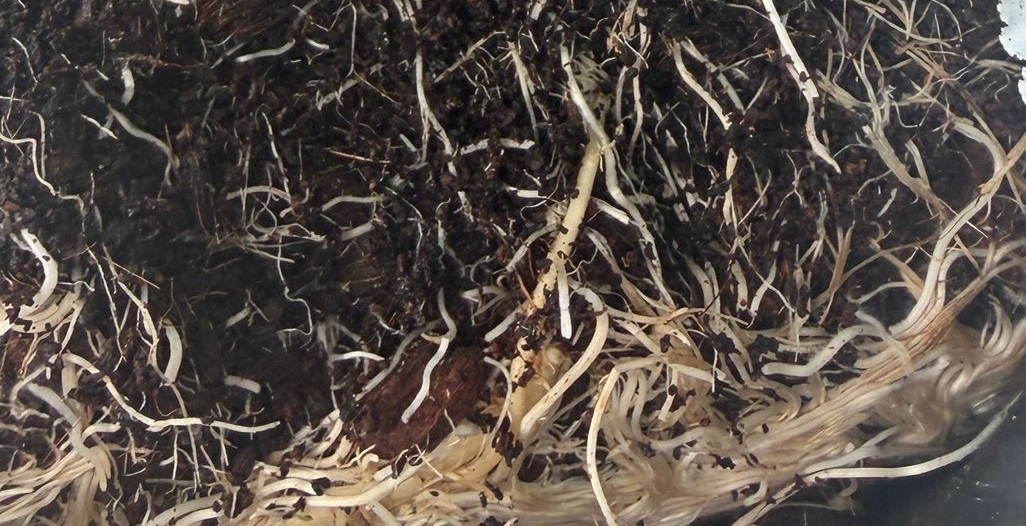 Where Does Fusarium Sit on Your Priority List?