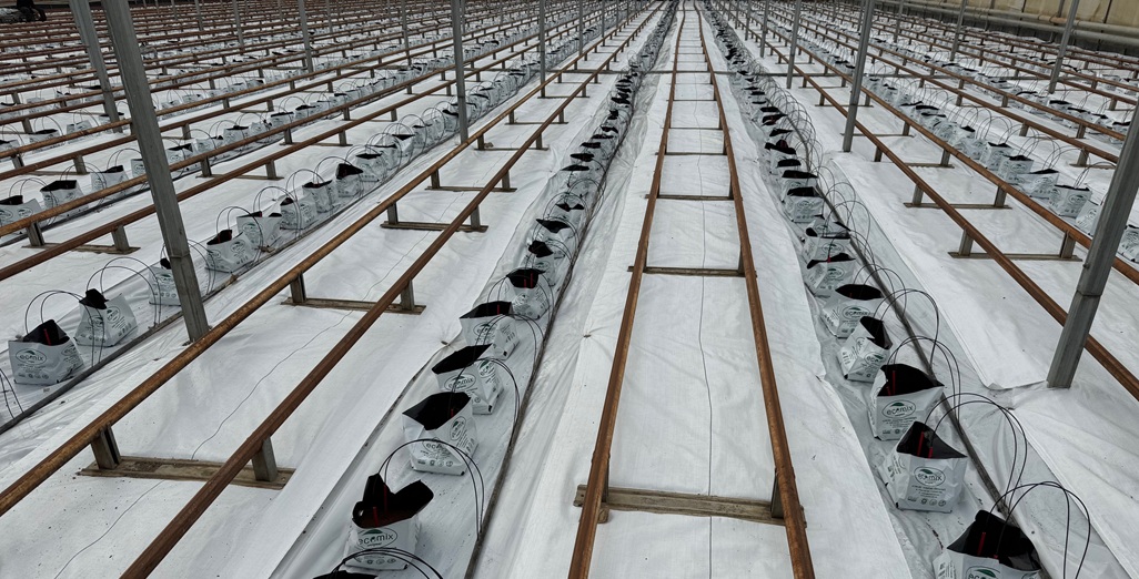 Energy Under Pressure: Growers Invited to Pukekohe Open Day