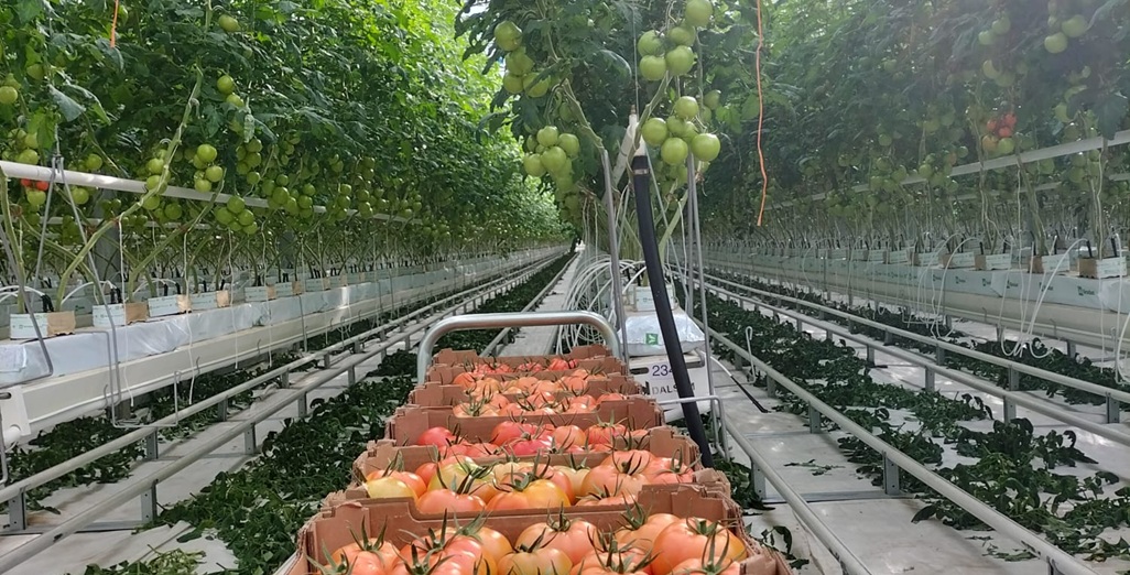 Delphy Academy Training – Fertigation in Horticulture 