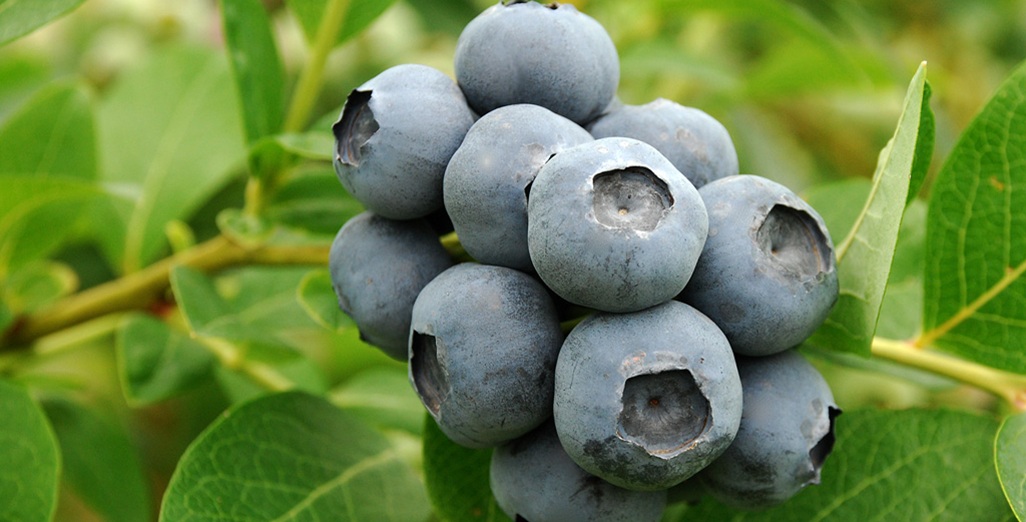 Proposed import requirements for fresh blueberries (Vaccinium spp.) for human consumption