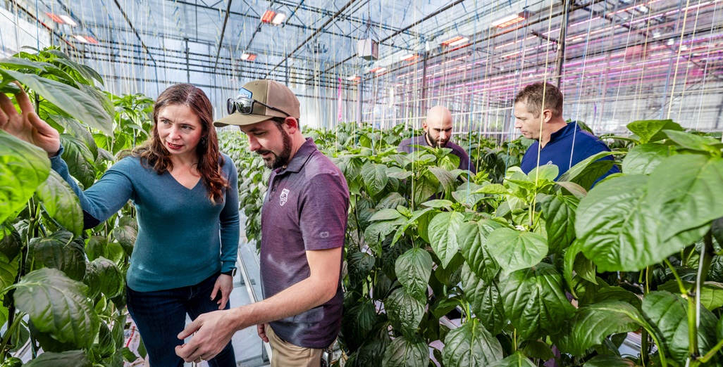 Signify and University of British Columbia collaborate to further explore feasibility of sustainable year-round greenhouse pepper production