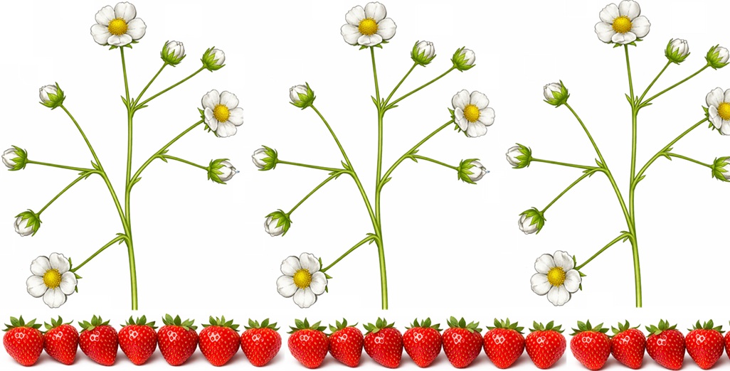 Innovation In Strawberry Production in New Zealand