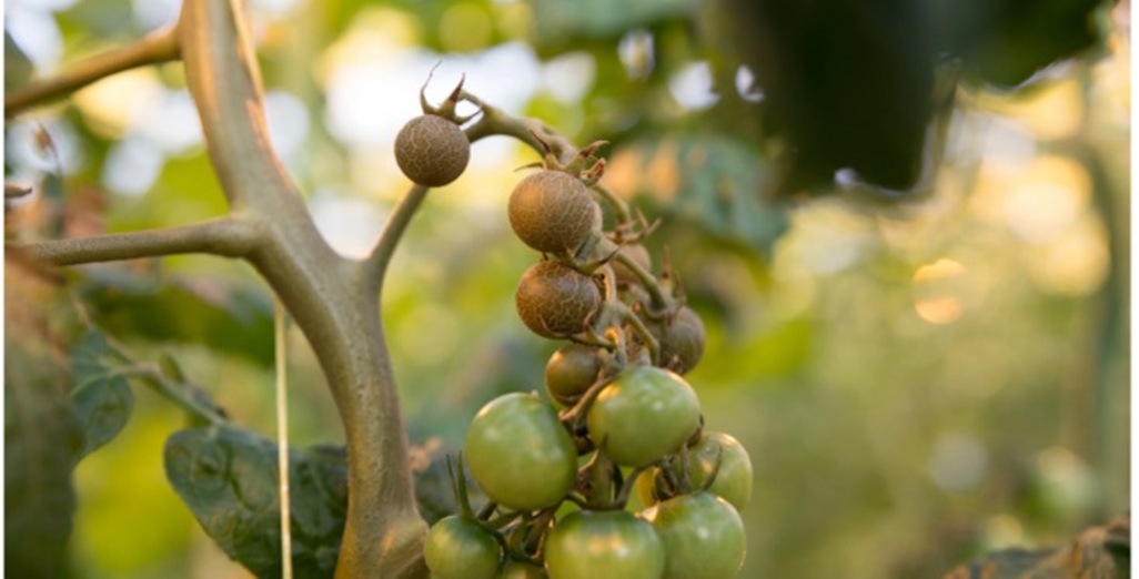 New technote for Tomato russet mite