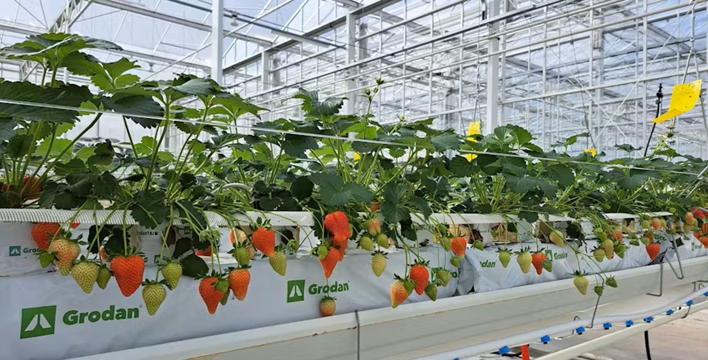 Demystifying stone wool for strawberry cultivation