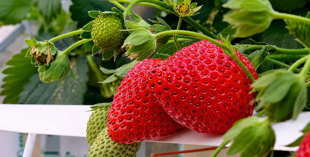How stone wool and lighting can change the game for strawberry growers