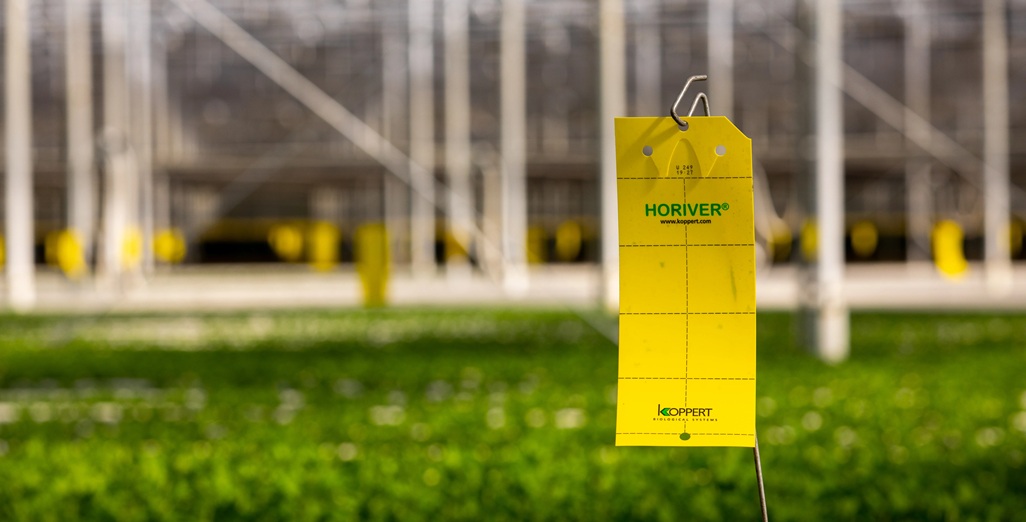 Sticky but not sticky, the new Horiver Drystick yellow sticky trap