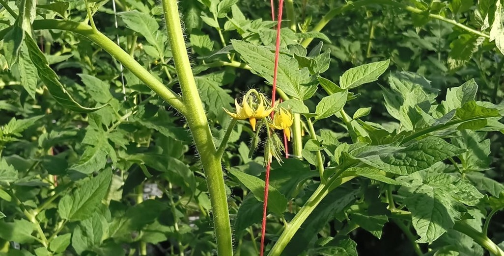 The Environmental Protection Authority (EPA) is calling for submissions on a proposal to restrict the use of insecticides containing bifenthrin.