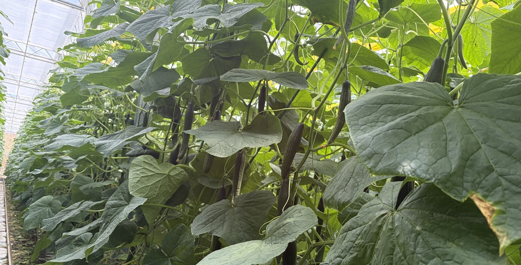 Passion Fresh is Scaling Up –Grower Wanted