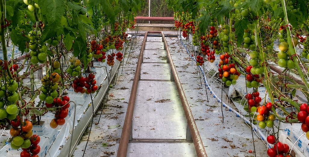 Combating Leaf Mould and Powdery Mildew in Greenhouse Tomatoes 2026