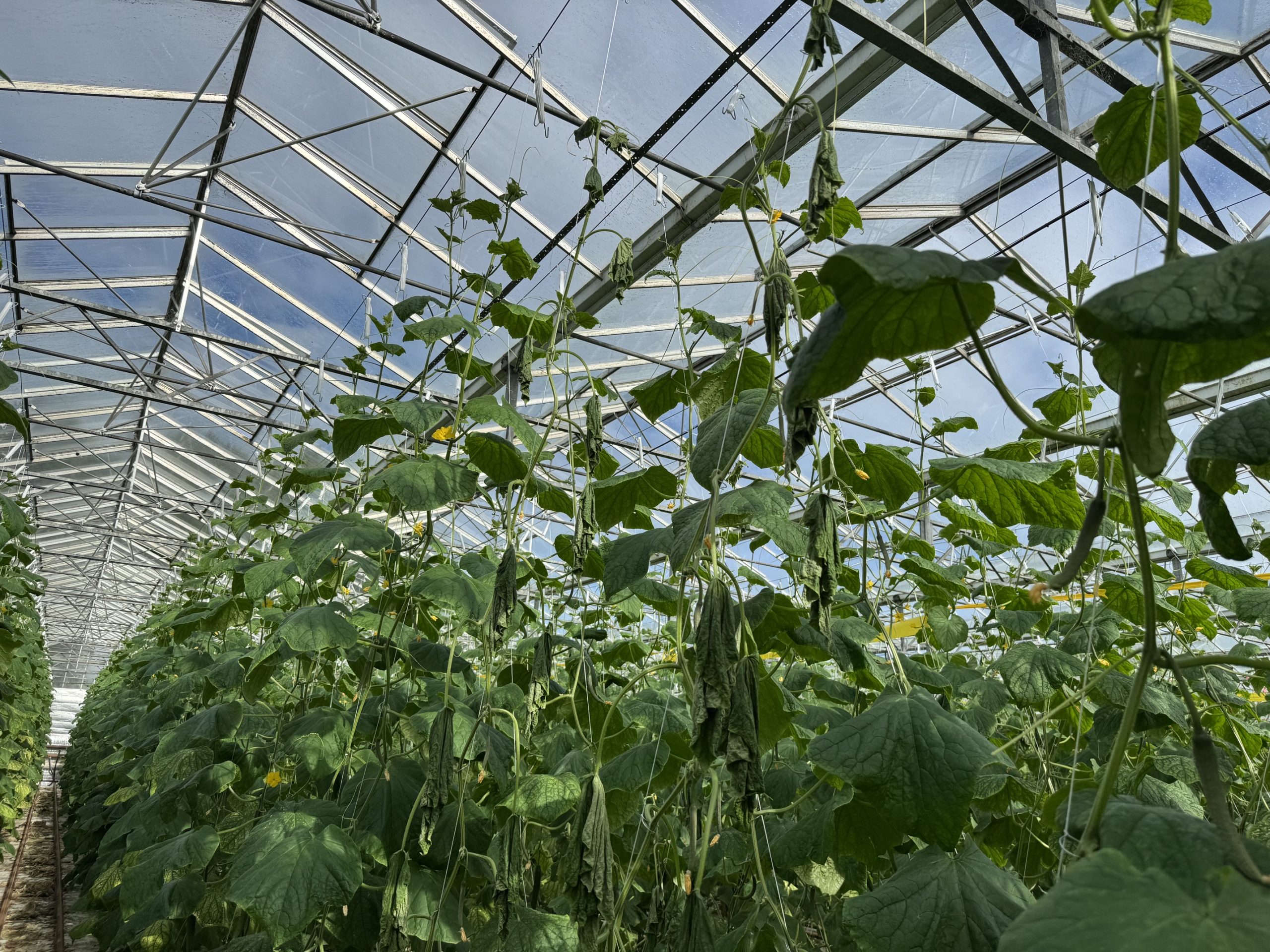 Cucumber Grafting: Insurance Policy or Unnecessary Cost?