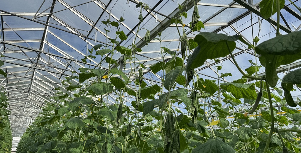 Cucumber Grafting: Insurance Policy or Unnecessary Cost?