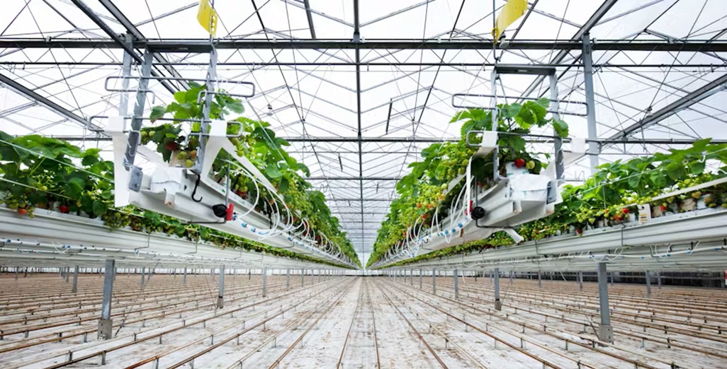 The promising future of strawberry cultivation