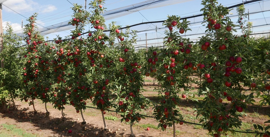VentureFruit launches ADORE™ apples: