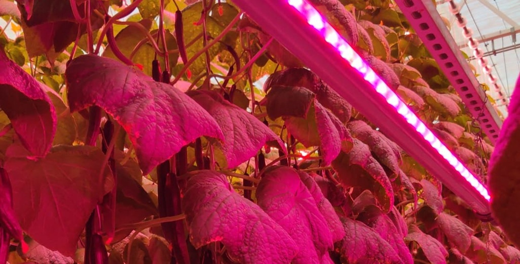 Winter cucumber trial shows spectrum control can lower energy costs without compromising yield